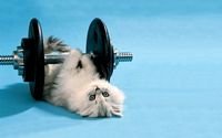 pic for Cat Working Out 